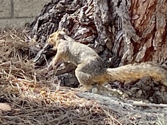 Sciurus niger