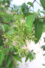 Mascagnia jamaicensis