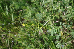 Aecidium euphorbiae