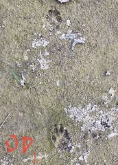 Canis familiaris