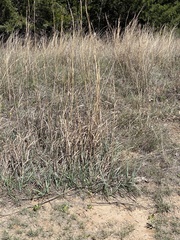 Andropogon hallii