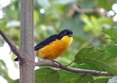 Laniarius atroflavus