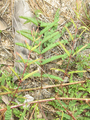 Mimosa hystricina