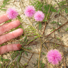 Mimosa hystricina