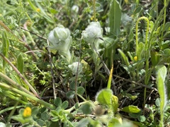 Bombycilaena discolor
