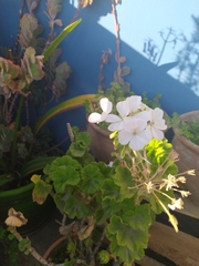Pelargonium