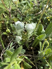 Bombycilaena discolor