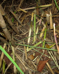 Thryonomys swinderianus