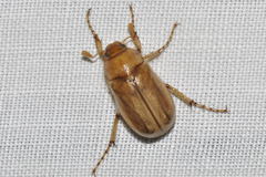 Rhizotrogus marginipes