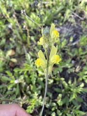 Linaria caesia