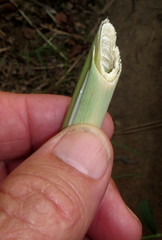 Thryonomys swinderianus