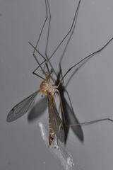 Tipula bezzii