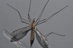 Tipula bezzii