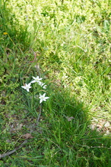 Ornithogalum