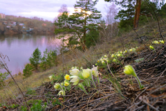 Pulsatilla patens