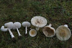 Amanita multisquamosa