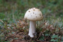 Amanita multisquamosa