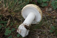 Amanita multisquamosa