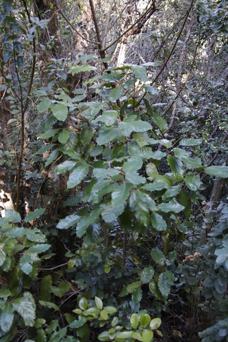 Curtisia (Curtisia dentata)