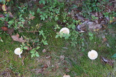 Amanita multisquamosa