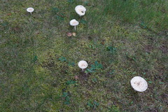 Amanita multisquamosa