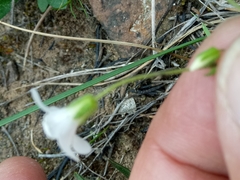 Arenaria cerastioides image