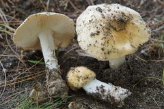 Amanita russuloides