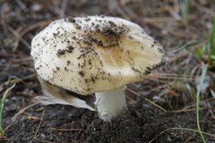 Amanita russuloides