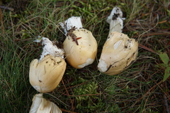 Amanita russuloides