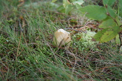 Amanita russuloides