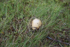 Amanita russuloides