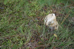 Amanita russuloides