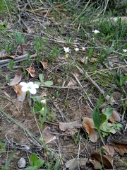 Arenaria cerastioides image