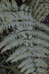 Pteris dentata