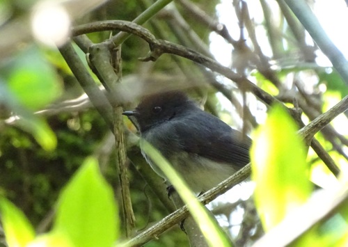 iNaturalist image