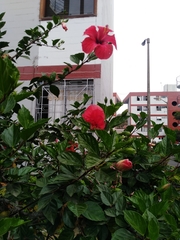 Hibiscus rosa-sinensis
