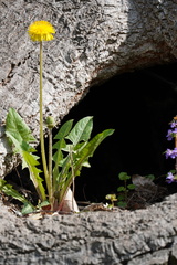 Taraxacum officinale