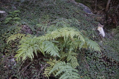 Pteris dentata