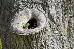 Taraxacum officinale