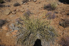 Kleinia longiflora