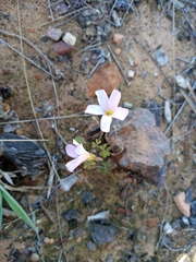 Oxalis dentata