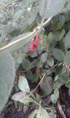 Fuchsia