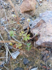 Oxalis dentata