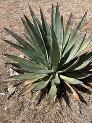 Agave murpheyi