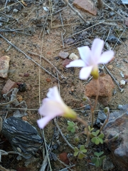 Oxalis dentata