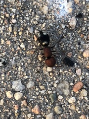 Mutilla quinquemaculata