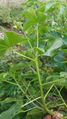 Jatropha gossypiifolia