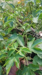 Jatropha gossypiifolia