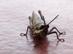 Monistria discrepans