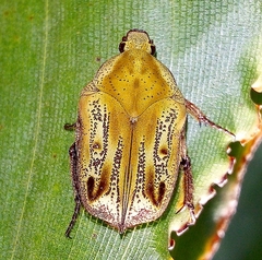 Hoplopyga liturata
